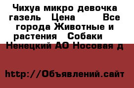 Чихуа микро девочка газель › Цена ­ 65 - Все города Животные и растения » Собаки   . Ненецкий АО,Носовая д.